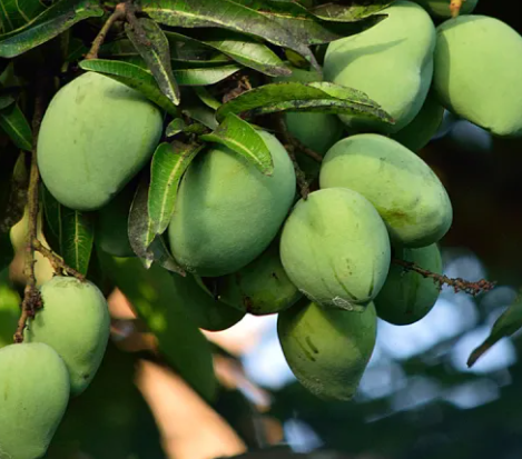 African Mango